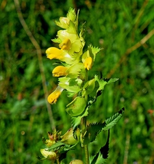 Rhinanthus sintenisii