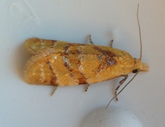Phtheochroa vitellinana