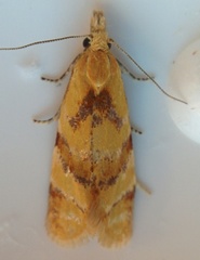 Phtheochroa vitellinana