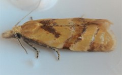 Phtheochroa vitellinana