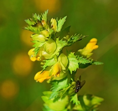 Rhinanthus sintenisii