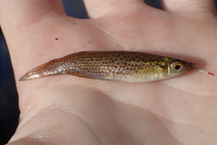 Fundulus blairae