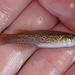 Western Starhead Topminnow - Photo (c) Noah Daun, some rights reserved (CC BY-NC), uploaded by Noah Daun