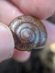 Helminthoglypta phlyctaena