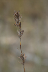 Schoenus villosus