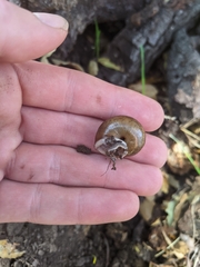 Helminthoglypta phlyctaena