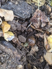 Helminthoglypta phlyctaena