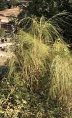 Retama monosperma