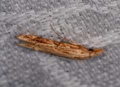 Streniastis thermaea