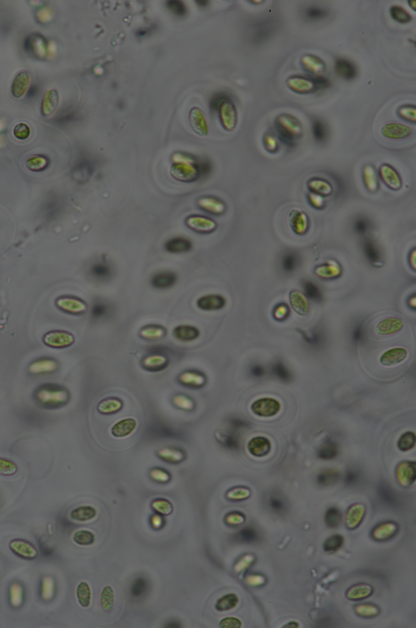 Coccomyxa