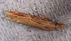 Streniastis thermaea