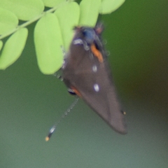 Electrostrymon angelia