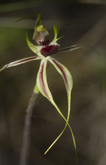 Caladenia atrovespa