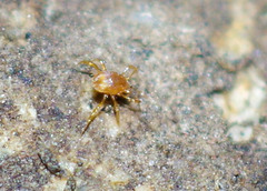 Podocinidae