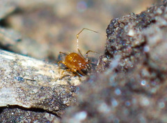 Podocinidae