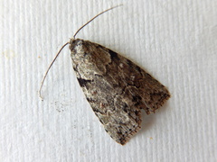 Calathusa basicunea
