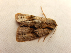 Turnerinycta phaeocosma