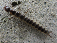 Nebriinae