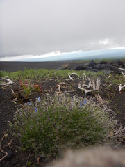 Eritrichium sericeum