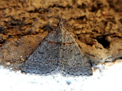 Dichromodes obtusata