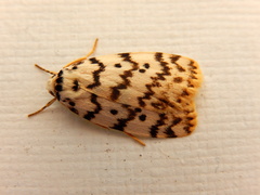 Hectobrocha pentacyma