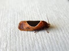 Hoplomorpha abalienella