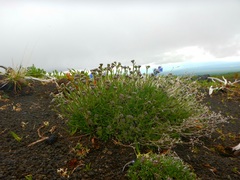 Eritrichium sericeum