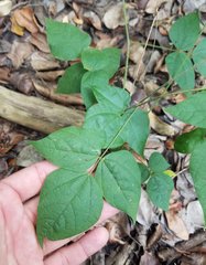 Rhynchosia swartzii