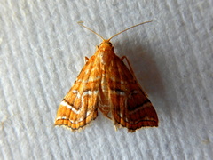Musotima ochropteralis
