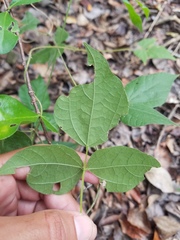 Rhynchosia swartzii