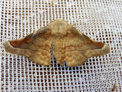 Oenochroma turneri