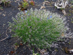 Eritrichium sericeum