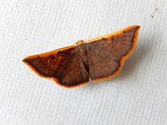 Picromorpha pyrrhopa