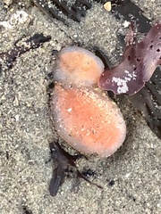 Polycitoridae