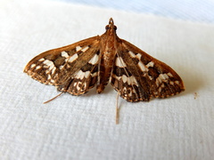 Ischnurges illustralis