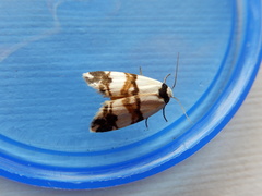 Thallarcha albicollis