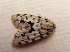 Thallarcha macilenta