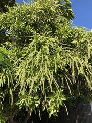 Buckinghamia celsissima