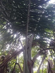 Pseudophoenix sargentii