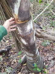 Pseudophoenix sargentii