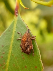 Oxyops fasciatus