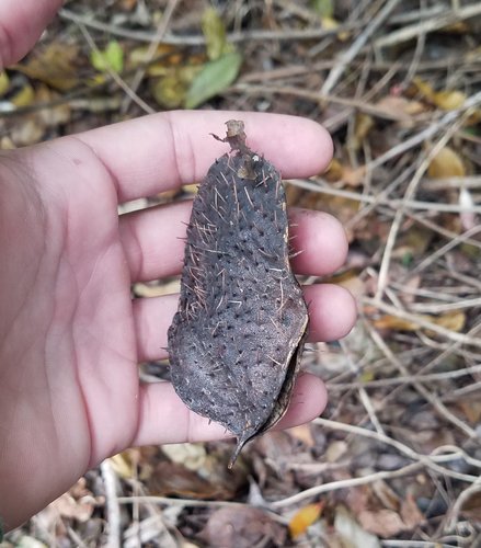 Guilandina major