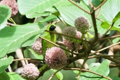 Chloropsis cyanopogon