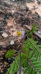 Dichrostachys akataensis