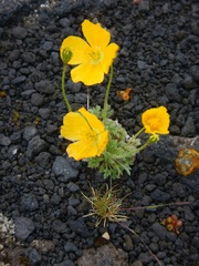Papaver microcarpum