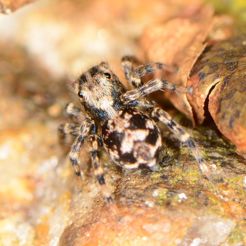 flea jumping spider