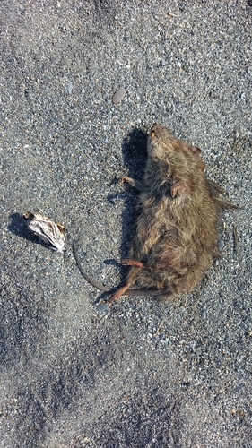 Greater Bandicoot Rat