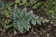 Selaginella willdenowii