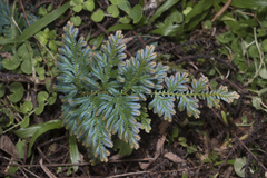 Selaginella willdenowii