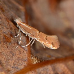 Lithocolletinae
